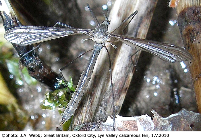 habitus - female