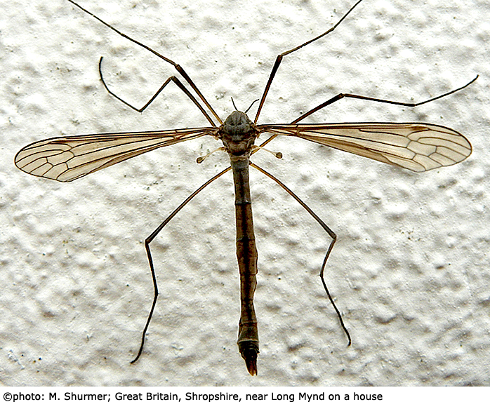 habitus - female