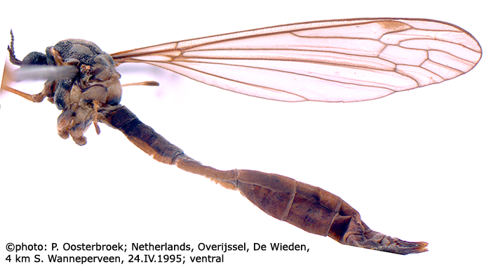 habitus - female