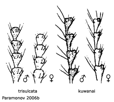 body part(s) - antenna
