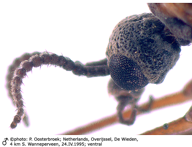 body part(s) - head and antenna