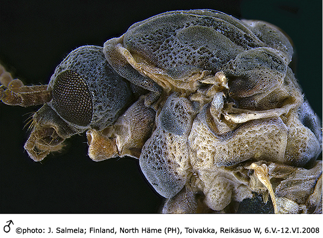 body part(s) - head and thorax