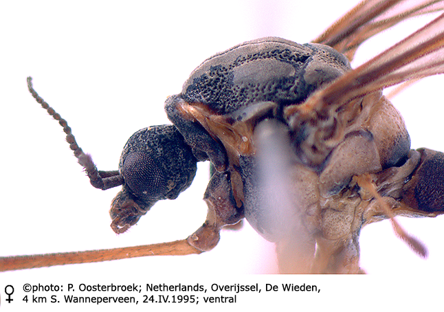 body part(s) - head and thorax