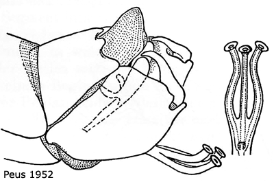 hypopygium
