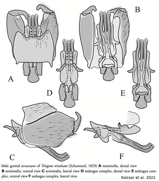 hypopygium
