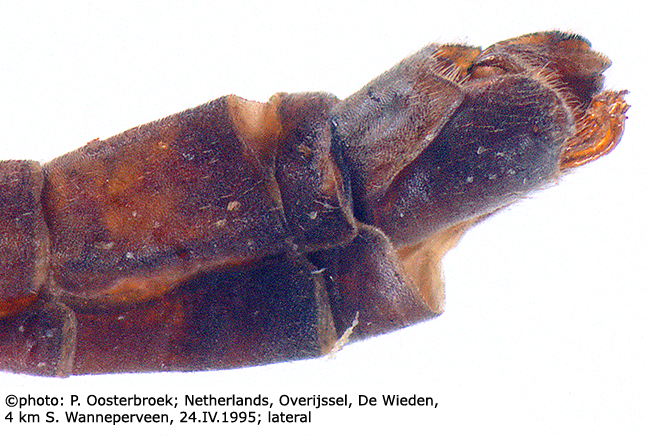 hypopygium