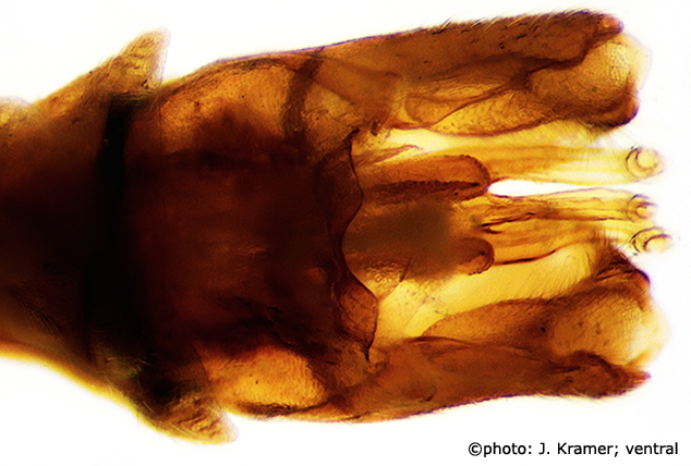 hypopygium
