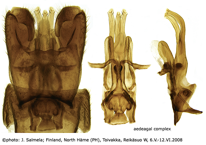 hypopygium