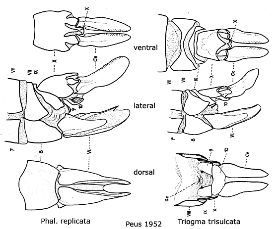 ovipositor