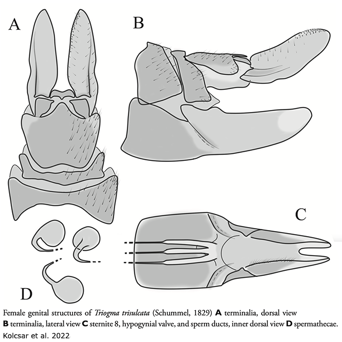 ovipositor