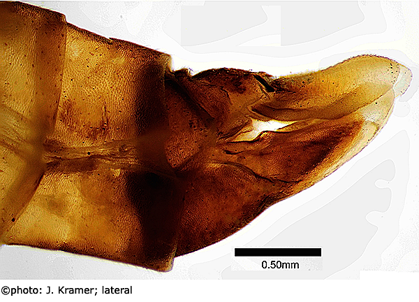 ovipositor
