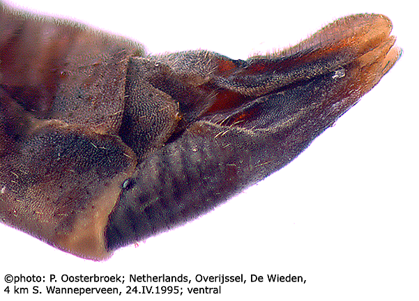 ovipositor