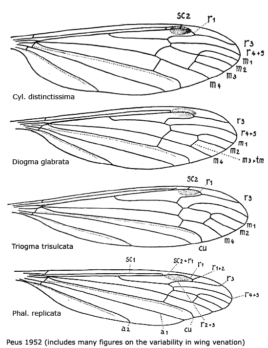 wing