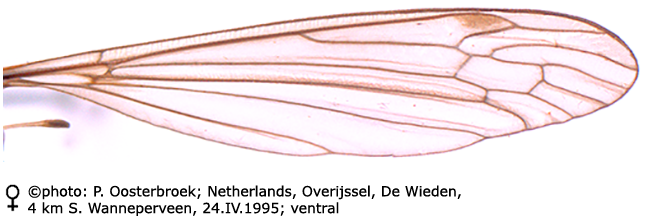 wing