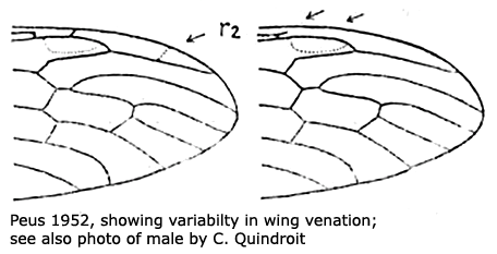 wing