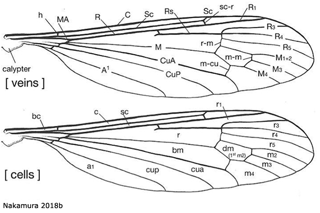 wing