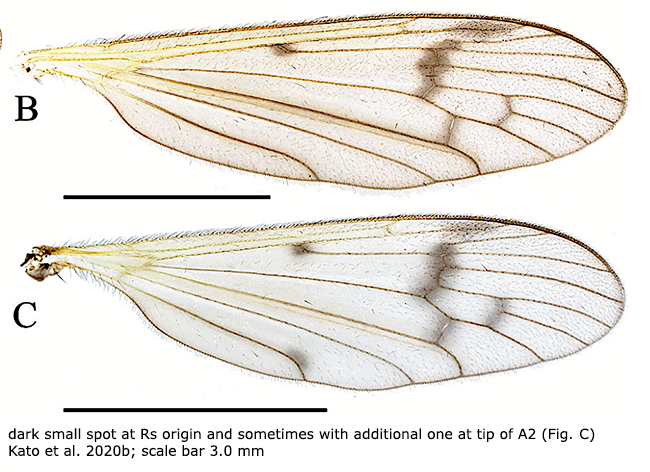 wing