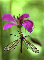 Tipula varipennis