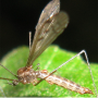 Achyrolimonia decemmaculata : habitus - female