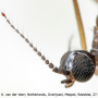 Achyrolimonia decemmaculata : body part(s) - head and antenna