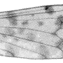 Afrolimnophila pakkana : wing Afrolimnophila pakkana : wing