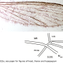Amphineurus (Rhamphoneurus) billinghami : wing