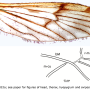 Amphineurus (Rhamphoneurus) glabristylatus : wing Amphineurus (Rhamphoneurus) glabristylatus : wing