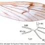 Amphineurus (Rhamphoneurus) nothofagetorum : wing Amphineurus (Rhamphoneurus) nothofagetorum : wing