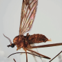 Amphineurus (Rhamphoneurus) stigmaticus : habitus - female