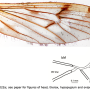 Amphineurus (Rhamphoneurus) stigmaticus : wing