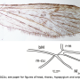 Amphineurus (Rhamphoneurus) theischingeri : wing
