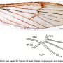 Amphineurus (Rhamphoneurus) triangularis : wing