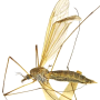 Angarotipula altivolans : habitus - female