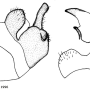 Angarotipula qinghaiensis : hypopygium