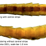 Angarotipula rubzovi : body part(s) - abdomen