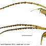 Angarotipula rubzovi : body part(s) - head and antenna