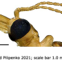 Angarotipula rubzovi : body part(s) - head and antenna