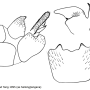 Angarotipula rubzovi : hypopygium