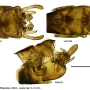 Angarotipula rubzovi : hypopygium
