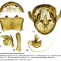 Angarotipula rubzovi : hypopygium