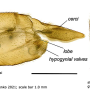Angarotipula rubzovi : ovipositor