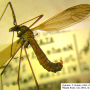 Angarotipula tumidicornis : habitus - male
