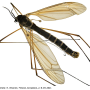 Angarotipula tumidicornis : habitus - male