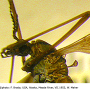 Angarotipula tumidicornis : body part(s) - head and thorax