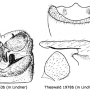 Angarotipula tumidicornis : hypopygium