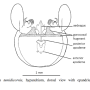 Angarotipula tumidicornis : hypopygium