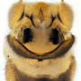 Angarotipula tumidicornis : hypopygium