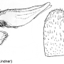 Angarotipula tumidicornis : ovipositor