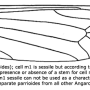 Angarotipula tumidicornis : wing