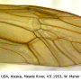Angarotipula tumidicornis : wing